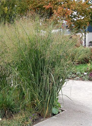 Panicum virgatum Cloud Nine