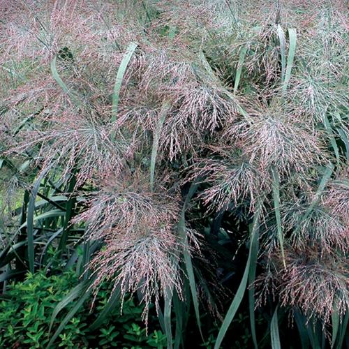 Panicum virgatum Dallas Blues