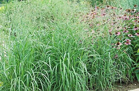 Panicum virgatum Emerald Chief