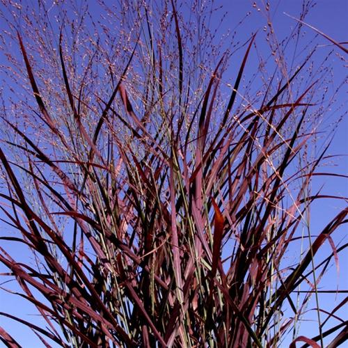 Panicum virgatum Hot Rod