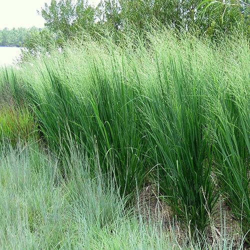 Panicum virgatum Northwind