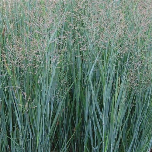 Panicum virgatum Prairie Sky