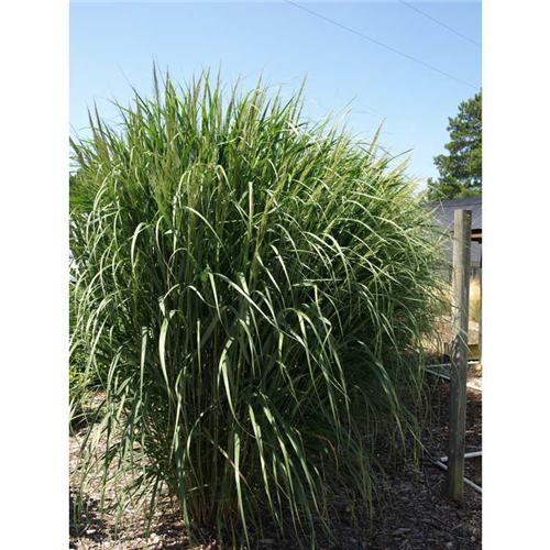 Panicum virgatum Thundercloud