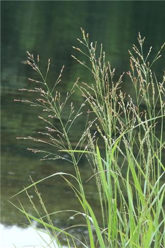 Panicum virgatum