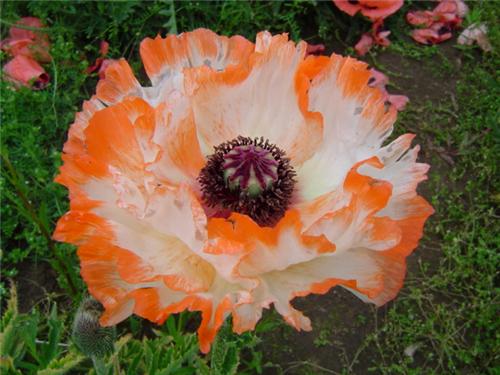 Papaver Flamenco