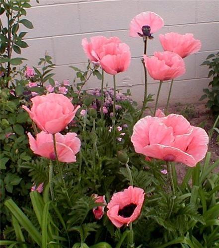 Papaver orientale -Victoria Louise-