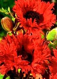 Papaver orientale 