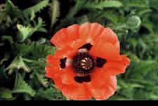 Papaver pinnacle1