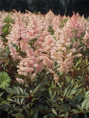 PeachBlossom.jap.h