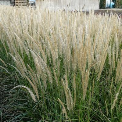 Pennisetum Fairy Tails