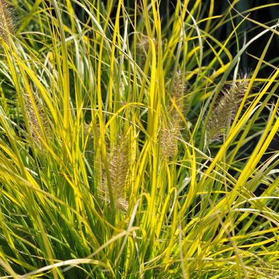 Pennisetum J.S. Jommenik