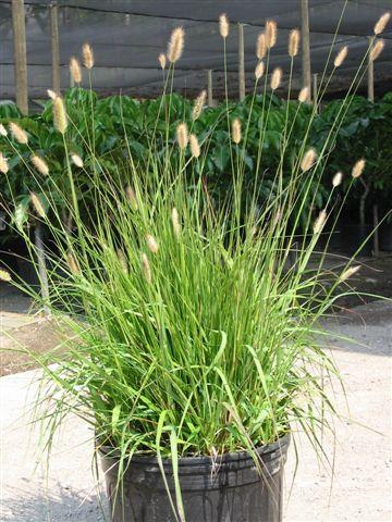 Pennisetum Red Bun