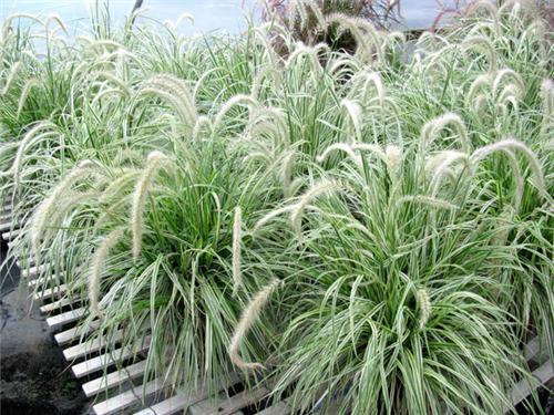 Pennisetum Sky Rocket