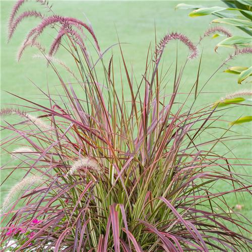 Pennisetum advena Fireworks