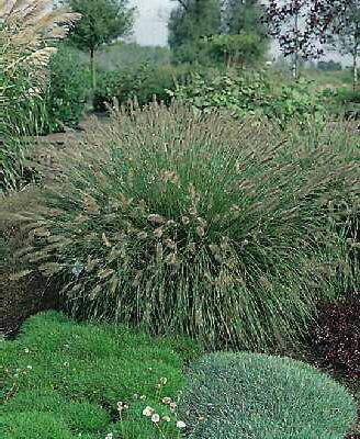 Pennisetum alopecu