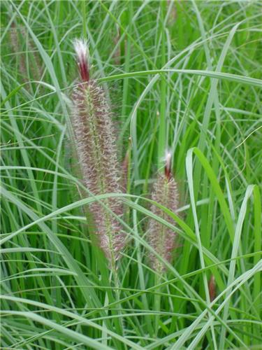 Pennisetum alopecu