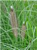 Pennisetum alopecu