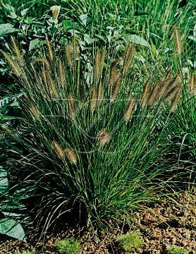 Pennisetum alopecu
