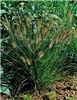 Pennisetum alopecu