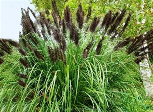Pennisetum alopecuroides Black Beauty