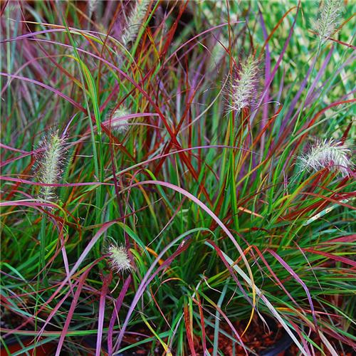 Pennisetum alopecuroides Burgundy Bunny