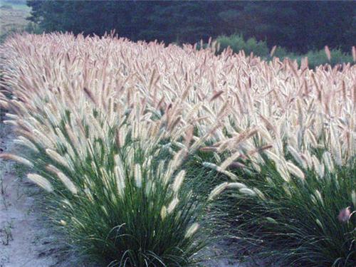 Pennisetum alopecuroides Foxtrot