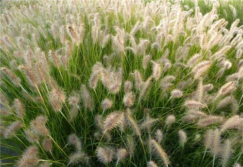 Pennisetum alopecuroides Goldstrich