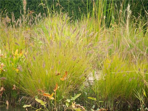 Pennisetum alopecuroides Hameln Gold