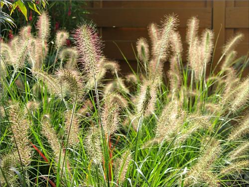 Pennisetum alopecuroides Hameln Yellow