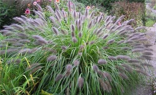 Pennisetum alopecuroides Herbstzauber