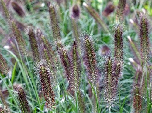 Pennisetum alopecuroides Pauls Giant