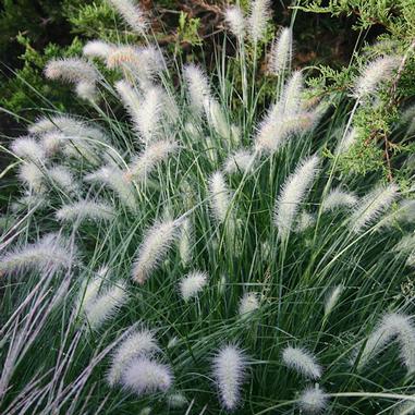 Pennisetum alopecuroides Piglet