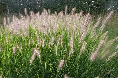 Pennisetum alopecuroides Reborn