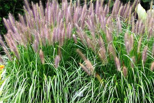 Pennisetum alopecuroides Red Head