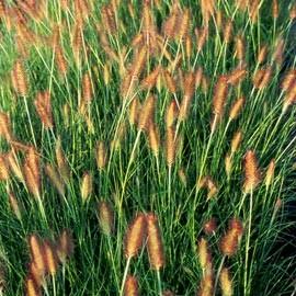 Pennisetum alopecuroides Weserbergland