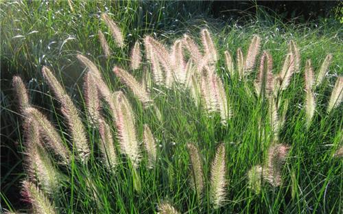 Pennisetum alopecuroides compressum