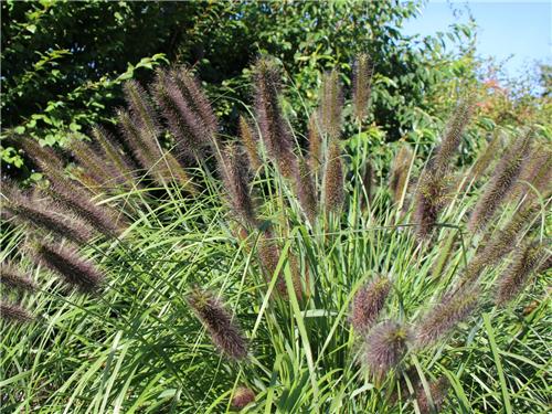 Pennisetum alopecuroides viridescens