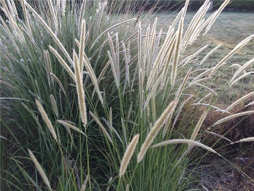 Pennisetum macrourum