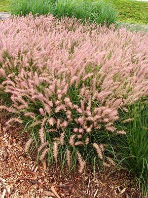 Pennisetum orientale Flamingo