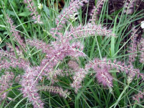 Pennisetum orientale Shogun