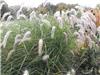 Pennisetum orientale Tall Tails 2