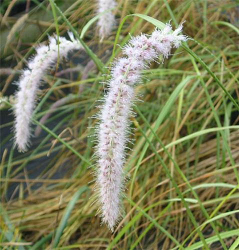 Pennisetum orientale Tall Tails