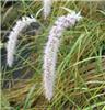 Pennisetum orientale Tall Tails