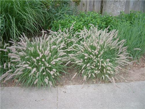 Pennisetum orientale