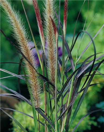 Pennisetum setaceu