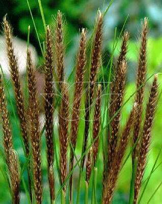 Pennisetum setaceum