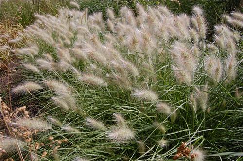 Pennisetum villosum