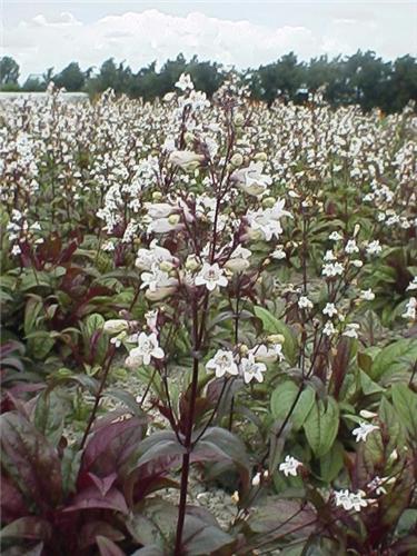 Penstemon Husker R