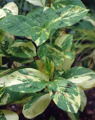 Persicaria filif. 