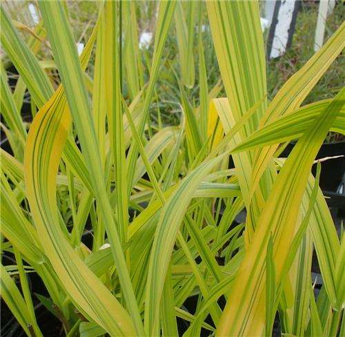 Phalaris arundinacea Arctic Sun